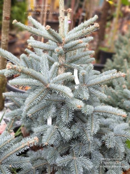 Ялиця гірська Аргентеа (Abies lasiocarpa Argentea) ФОТО Розплідник рослин Природа (3)