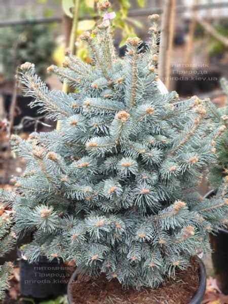 Пихта горная Компакта (Abies lasiocarpa Compacta ) ФОТО Питомник растений Природа (1)