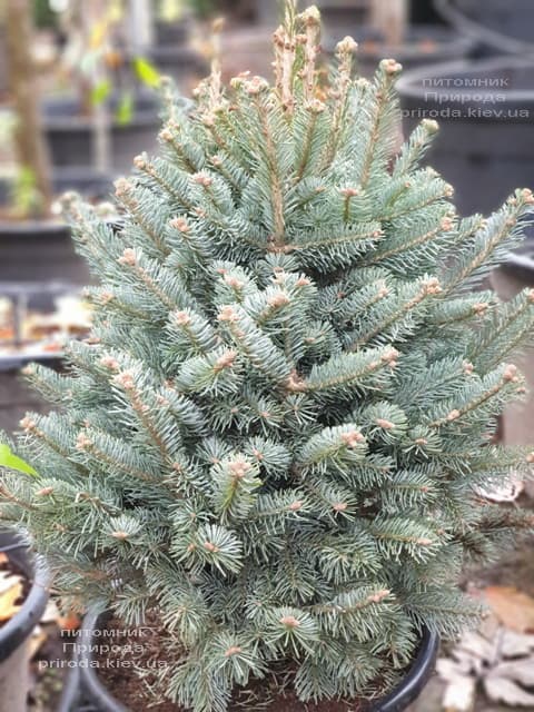 Пихта горная Компакта (Abies lasiocarpa Compacta ) ФОТО Питомник растений Природа (2)