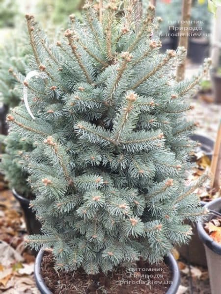 Пихта горная Компакта (Abies lasiocarpa Compacta ) ФОТО Питомник растений Природа (3)