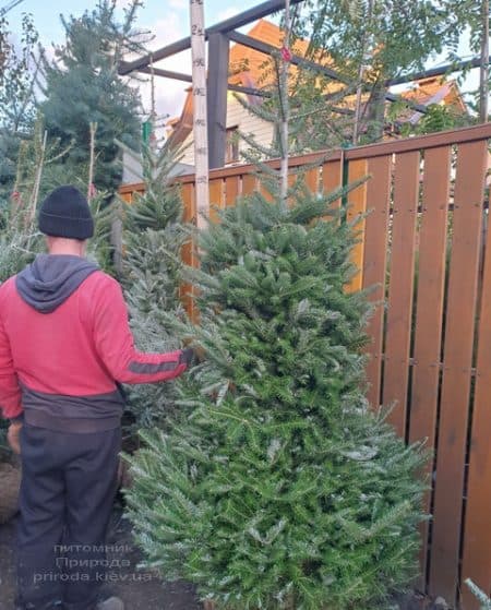 Ялиця корейська (Abies koreana) ФОТО Розплідник рослин Природа (23)