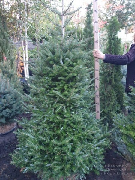 Ялиця корейська (Abies koreana) ФОТО Розплідник рослин Природа (24)