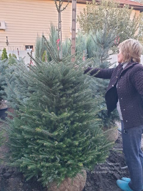 Пихта корейская (Abies koreana) ФОТО Питомник растений Природа (26)