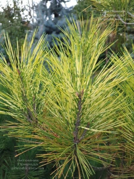 Сосна Окулус Драконис (Pinus densiflora Oculus Draconis) ФОТО Питомник растений Природа (8)