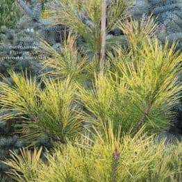 Сосна Окулус Драконис (Pinus densiflora Oculus Draconis) ФОТО Питомник растений Природа (9)