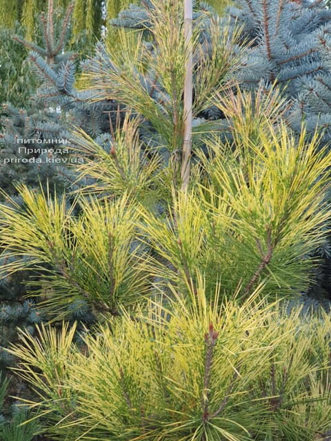 Сосна Окулус Драконис (Pinus densiflora Oculus Draconis) ФОТО Питомник растений Природа (9)