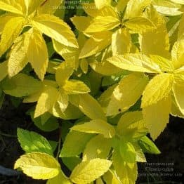 Спірея японська Вайт Голд (Spiraea japonica White Gold) ФОТО Розплідник рослин Природа (1)