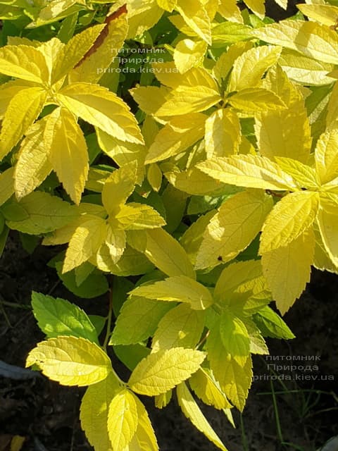 Спірея японська Вайт Голд (Spiraea japonica White Gold) ФОТО Розплідник рослин Природа (1)