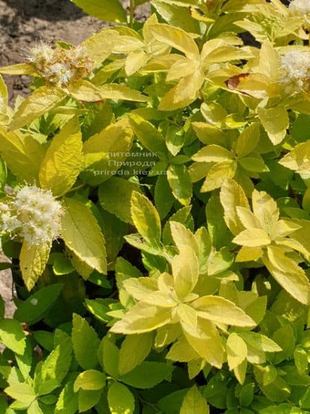 Спірея японська Вайт Голд (Spiraea japonica White Gold) ФОТО Розплідник рослин Природа (2)
