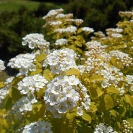 Спирея Вангутта Голд Фонтейн (Spiraea vanhouttei Gold Fontain) ФОТО Питомник растений Природа (1)