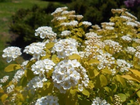 Спирея Вангутта Голд Фонтейн (Spiraea vanhouttei Gold Fontain) ФОТО Питомник растений Природа (1)