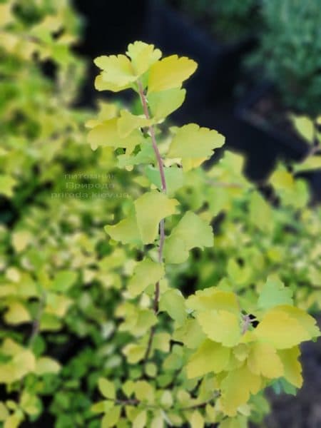 Спирея Вангутта Голд Фонтейн (Spiraea vanhouttei Gold Fontain) ФОТО Питомник растений Природа (2)