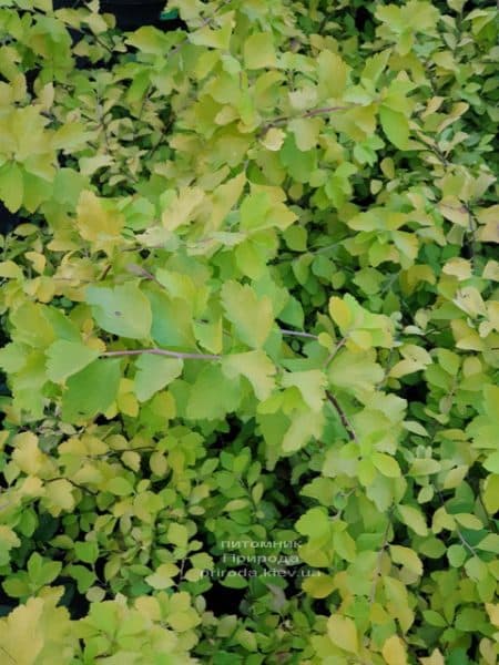 Спірея Вангутта Голд Фонтейн (Spiraea vanhouttei Gold Fontain) ФОТО Розплідник рослин Природа (3)