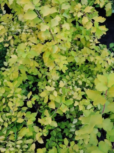 Спірея Вангутта Голд Фонтейн (Spiraea vanhouttei Gold Fontain) ФОТО Розплідник рослин Природа (4)