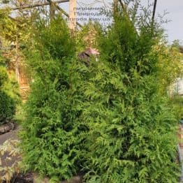 Туя западная Брабант (Thuja occidentalis Brabant) ФОТО Питомник растений Природа (77)