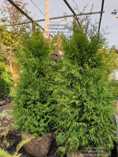 Туя западная Брабант (Thuja occidentalis Brabant) ФОТО Питомник растений Природа (77)