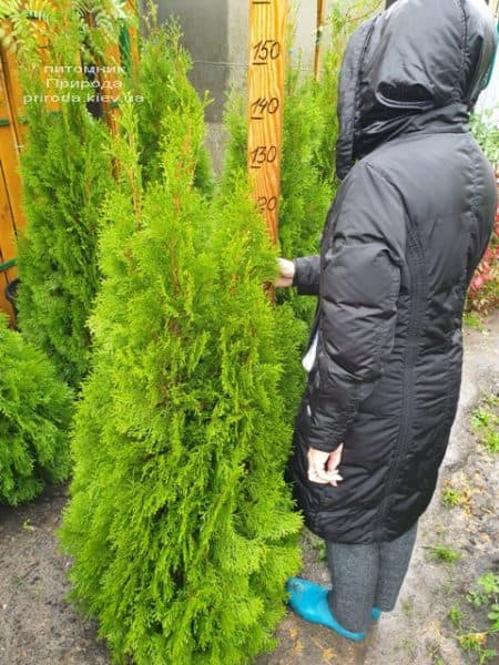 Туя західна Смарагд (Thuja occidentalis Smaragd) ФОТО Розплідник рослин Природа (115)