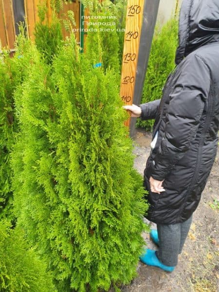 Туя західна Смарагд (Thuja occidentalis Smaragd) ФОТО Розплідник рослин Природа (116)