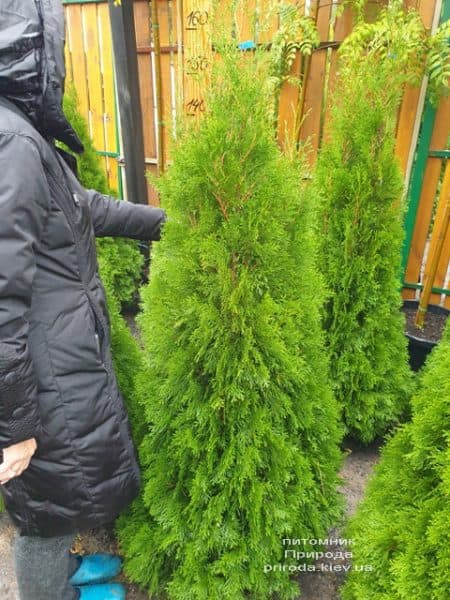 Туя західна Смарагд (Thuja occidentalis Smaragd) ФОТО Розплідник рослин Природа (117)