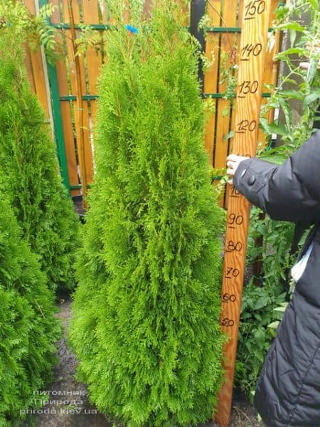 Туя західна Смарагд (Thuja occidentalis Smaragd) ФОТО Розплідник рослин Природа (118)