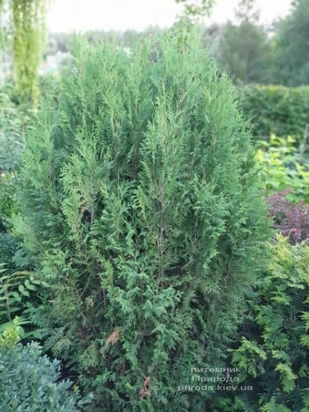 Туя західна Вагнери (Thuja occidentalis Wagneri) ФОТО Розплідник рослин Природа (1)