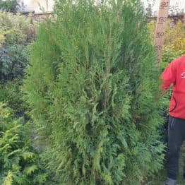 Туя західна Вагнери (Thuja occidentalis Wagneri) ФОТО Розплідник рослин Природа (2)