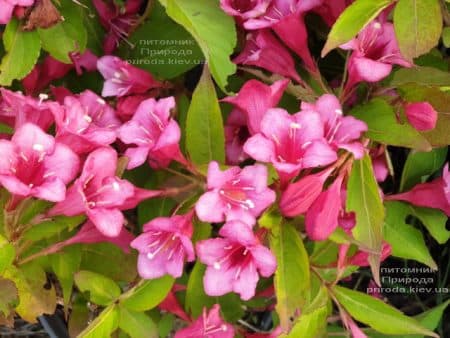 Вейгела цветущая (Weigela florida) ФОТО Питомник растений Природа (1)