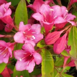 Вейгела квітуча (Weigela florida) ФОТО Розплідник рослин Природа (2)