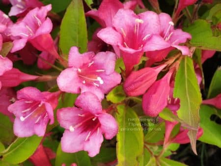 Вейгела квітуча (Weigela florida) ФОТО Розплідник рослин Природа (2)