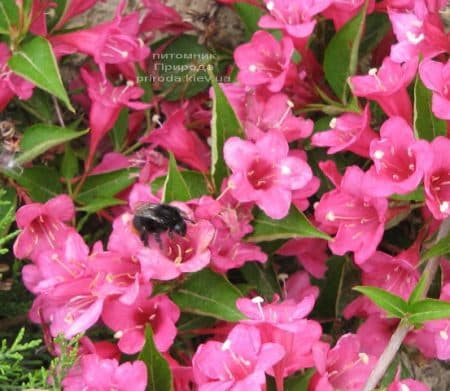 Вейгела квітуча (Weigela florida) ФОТО Розплідник рослин Природа (3)