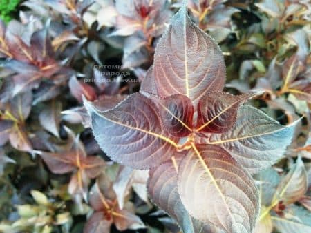 Вейгела цветущая Александра (Weigela florida Alexandra) ФОТО Питомник растений Природа (4)