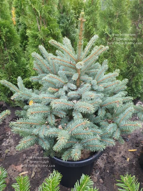 Ель голубая Глаука (Picea pungens Glauca) ФОТО Питомник растений Природа (103)