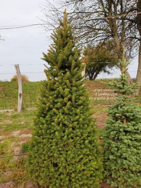 Ялина колюча Глаука (Picea pungens Glauca) ФОТО Розплідник рослин Природа (60)