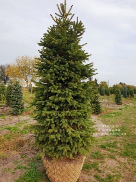 Ялина колюча Глаука (Picea pungens Glauca) ФОТО Розплідник рослин Природа (61)