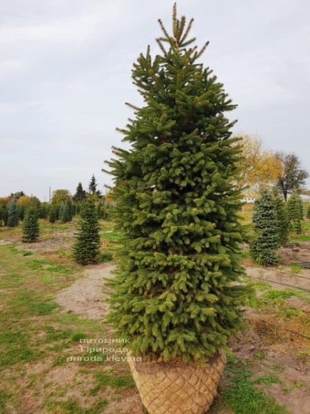 Ялина колюча Глаука (Picea pungens Glauca) ФОТО Розплідник рослин Природа (62)