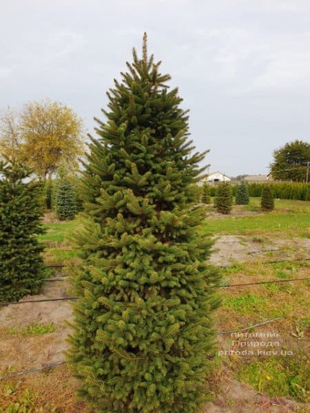 Ель колючая Глаука (Picea pungens Glauca) ФОТО Питомник растений Природа (63)