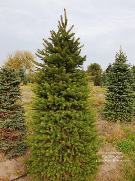 Ель колючая Глаука (Picea pungens Glauca) ФОТО Питомник растений Природа (64)