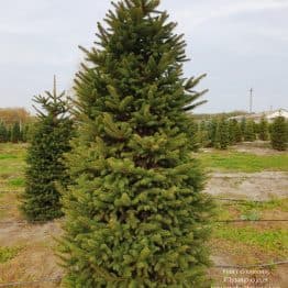 Ель колючая Глаука (Picea pungens Glauca) ФОТО Питомник растений Природа (65)