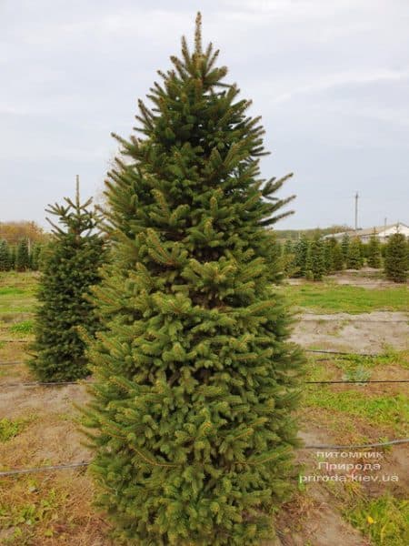 Ель колючая Глаука (Picea pungens Glauca) ФОТО Питомник растений Природа (65)