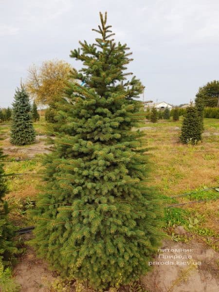 Ель колючая Глаука (Picea pungens Glauca) ФОТО Питомник растений Природа (66)