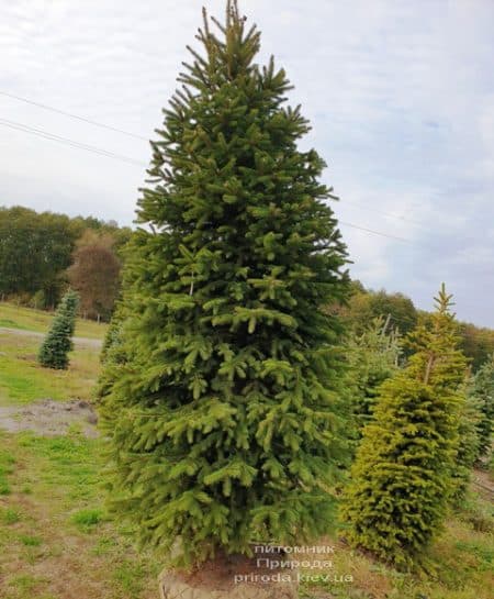 Ель колючая Глаука (Picea pungens Glauca) ФОТО Питомник растений Природа (68)