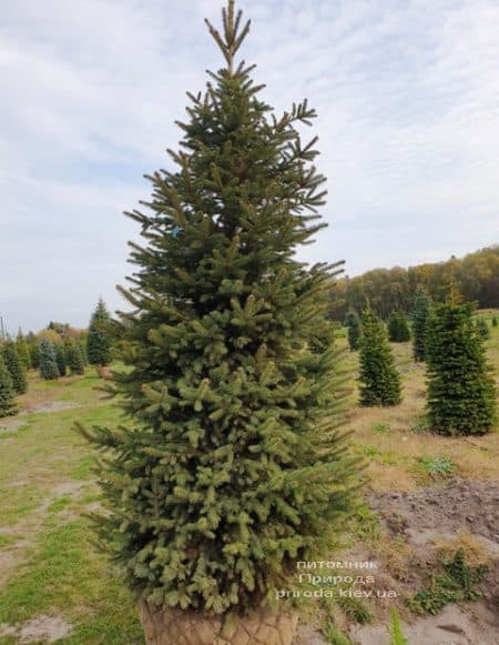 Ель колючая Глаука (Picea pungens Glauca) ФОТО Питомник растений Природа (69)