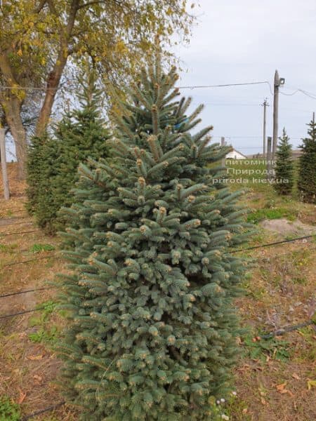 Ялина колюча Глаука (Picea pungens Glauca) ФОТО Розплідник рослин Природа (70)