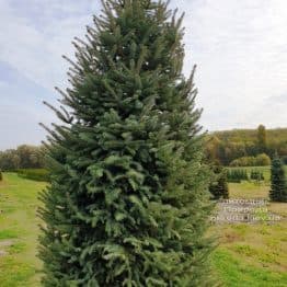 Ялина колюча Глаука (Picea pungens Glauca) ФОТО Розплідник рослин Природа (71)