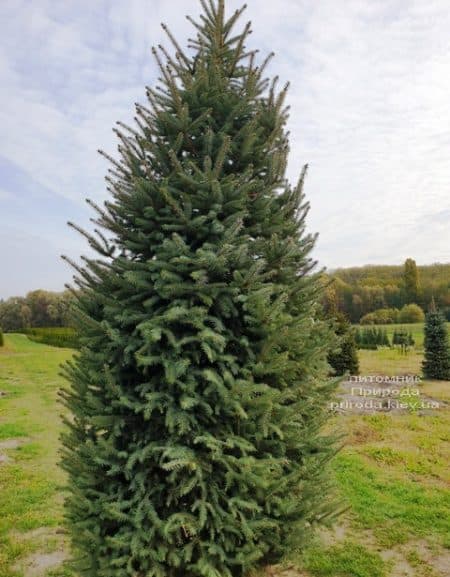 Ель колючая Глаука (Picea pungens Glauca) ФОТО Питомник растений Природа (71)