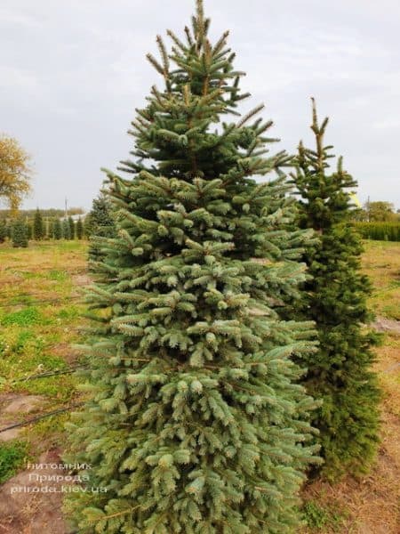 Ель колючая Глаука (Picea pungens Glauca) ФОТО Питомник растений Природа (72)