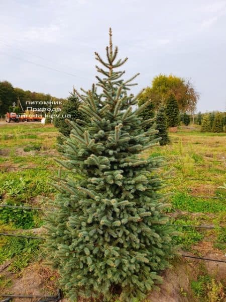 Ялина колюча Глаука (Picea pungens Glauca) ФОТО Розплідник рослин Природа (73)