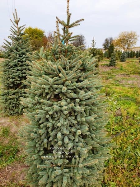 Ель колючая Глаука (Picea pungens Glauca) ФОТО Питомник растений Природа (74)