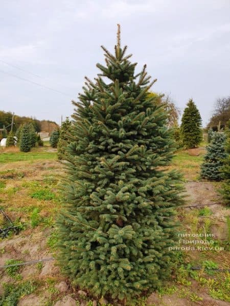 Ель колючая Глаука (Picea pungens Glauca) ФОТО Питомник растений Природа (75)