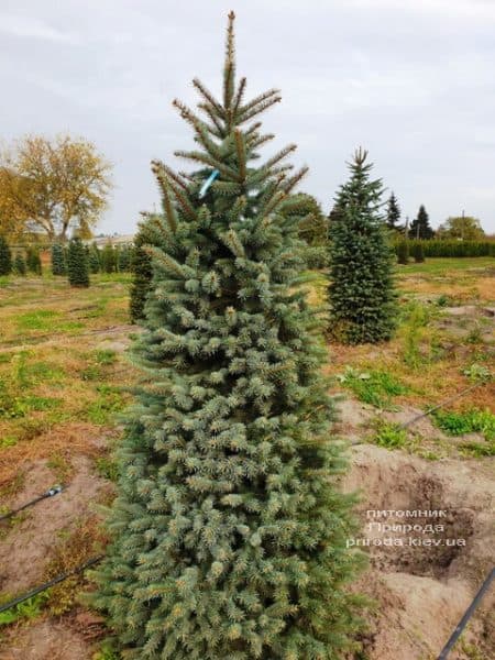 Ель колючая Глаука (Picea pungens Glauca) ФОТО Питомник растений Природа (77)